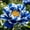 A, variant on Mixed Peony for Planting-Premium Garden Stake-Ornamental Home Decoration-Bloom Year After Year-(Non-Artificial)