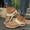 Beige, variant on Women Flip Flops Thong Sandals, Metal Disc Flat Slide, Open Toe Slip On Summer, Comfortable Ladies Shoes Sandalias Mujer