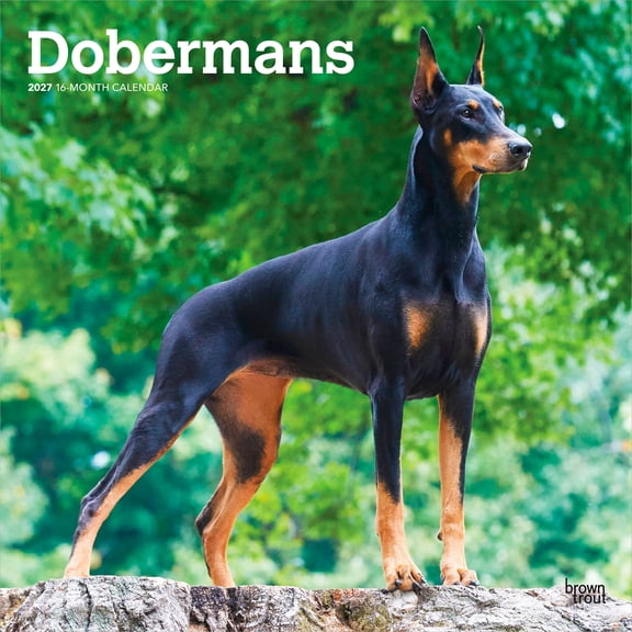 Dobermans | 2027 12x24" (Hanging) Wall Calendar | Plastic-Free | BrownTrout