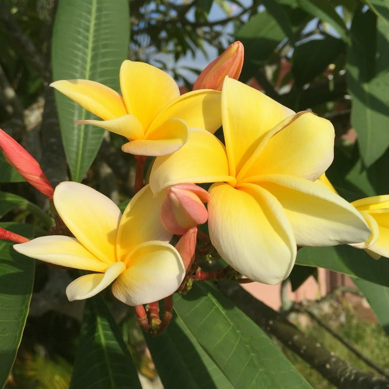 National Plant Network 1 gal. Plumeria Yellow Gold Plant with Multicolor  Flowers - Walmart.com