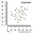 thumbnail image 3 of Ferry-Morse Turnip Purple Top White Globe Vegetable Seeds - Full Sun - 2.3 g, 3 of 7