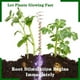 thumbnail image 3 of Paquete de 16 Antenas de JardineríA de Cobre para Electrocultivo: Alambre de Cobre Puro, Estacas de JardíN de Cobre para Cultivo de Plantas (12 Pulgadas), 3 of 5