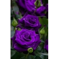 Rare Rose Seeds Royal Purple Rose Bush 20 Seeds