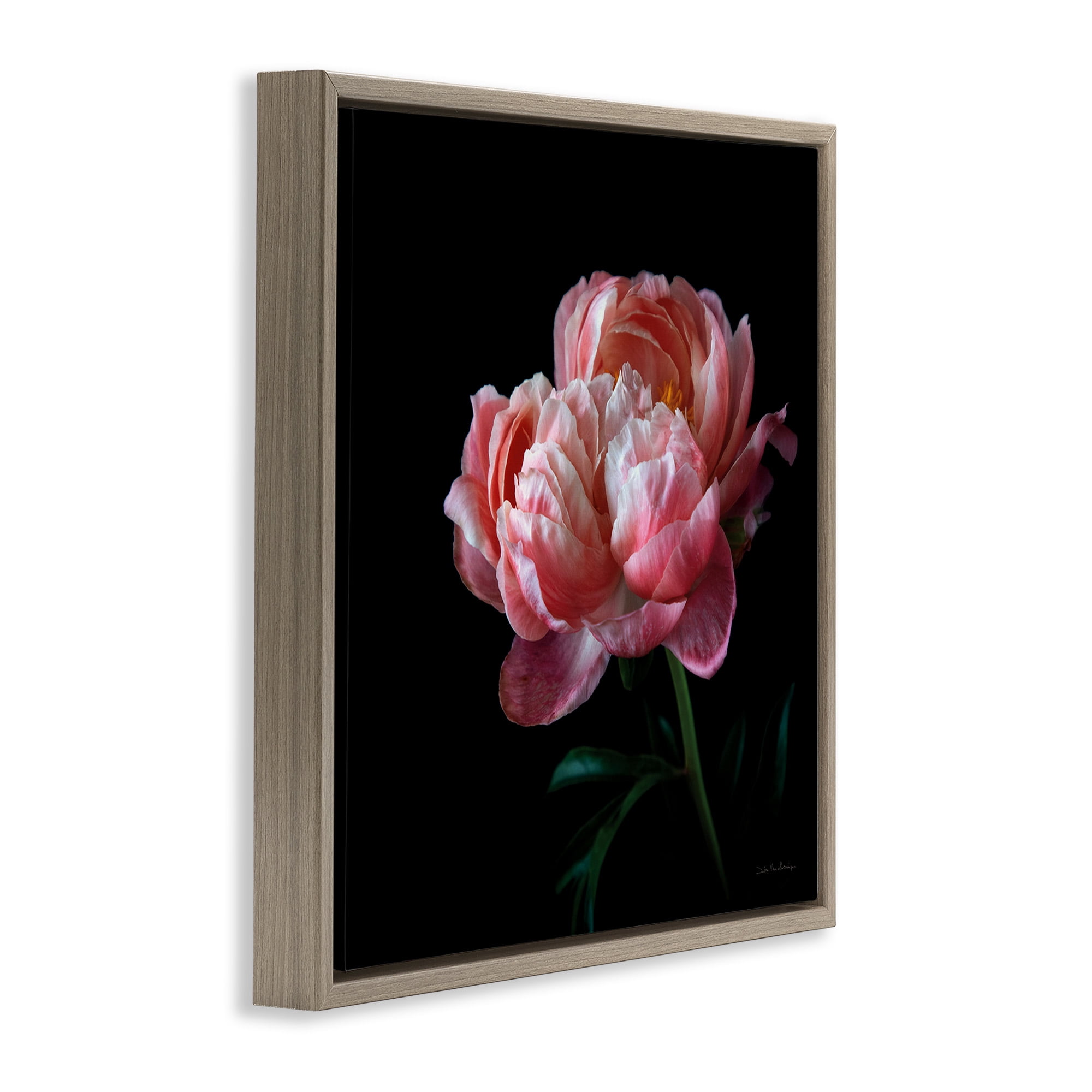Stupell Industries Dark Rose Photography Botanical & Floral Photography Brown Floater Framed Canvas Art Print Wall Art, 25 x 25