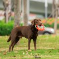 thumbnail image 6 of Scooby-Doo Ruh-Roh Frisbee Toy, 6 of 6