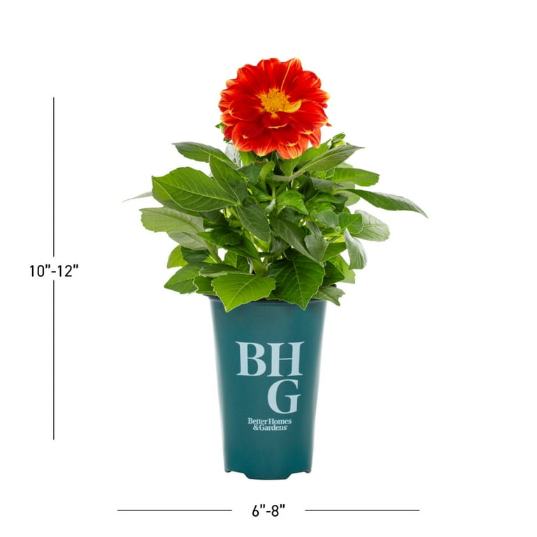 potted oregano plant Mexican Oregano Plant (Poliomintha longiflora) 2.5 inch Pot