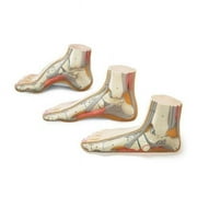 Lippincott Williams & Wilkins ANA293 Budget Foot Model Set