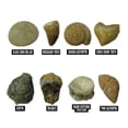 thumbnail image 5 of Educational Insights GeoSafari Fossil Excavation Kit, Children's Science Kit, Elementary School Science, Dinosaur Toy, Ages 7+, 5 of 6