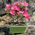Brussel's Bonsai Satsuki Azalea Bonsai Tree 5Years Old 5 to 8 in