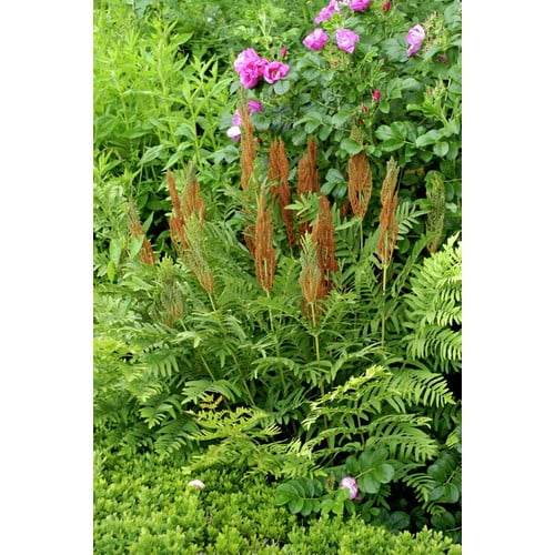 Van Zyverden Woodland Plant, Cinnamon Fern Green, Set of 3
