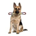 thumbnail image 3 of Dog Chewing Stick For Teeth Cleaning Training Tool Durable Molar Toy Safe For Large Breeds, 3 of 13