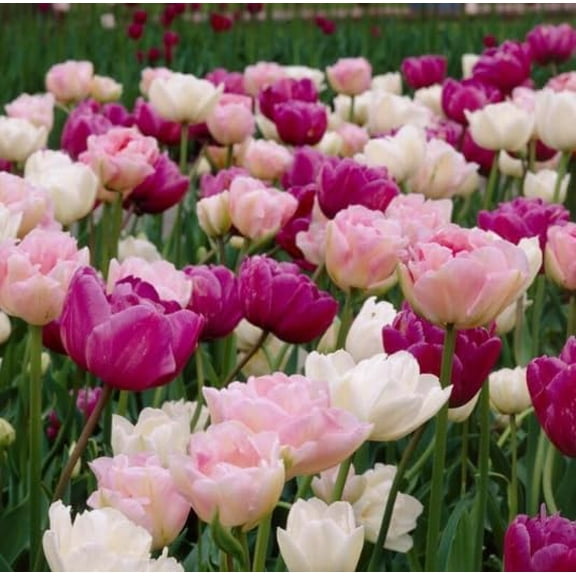 Romantic Double Tulip Mix - Perennial Tulip Bulbs for Planting (10 Bulbs)