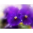 thumbnail image 2 of Alyson Olton Black Violet Eau de Parfum Spray por Alyson Oldoini Alyson Oldoini Model, 2 of 3