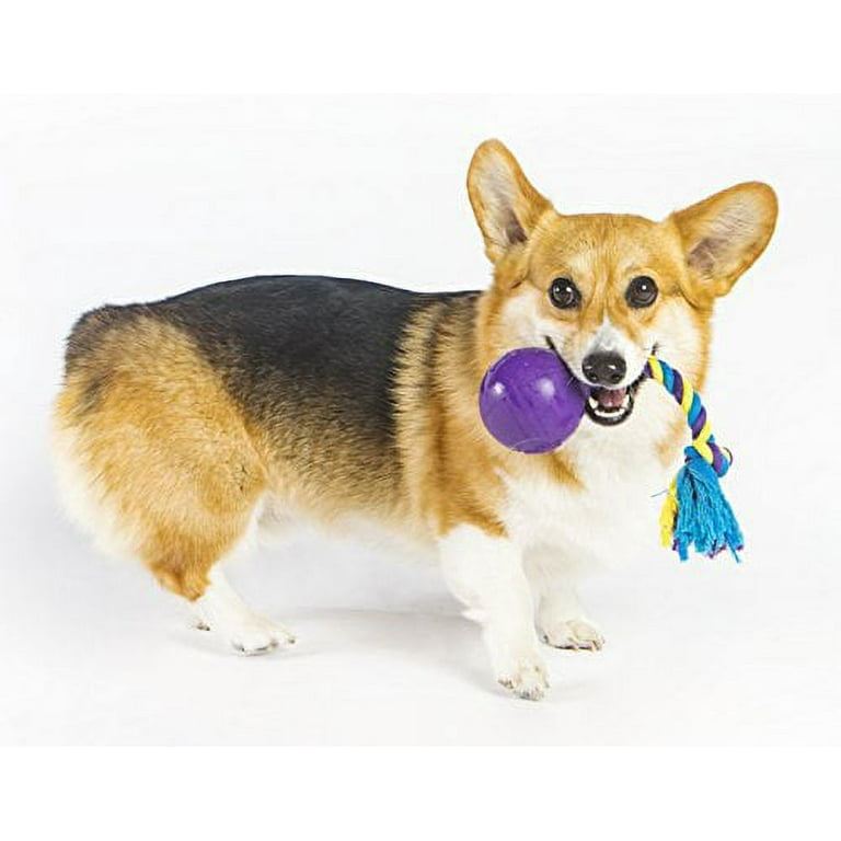 Zany ball sales dog toy