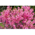 thumbnail image 1 of Seedville Dwarf Russian Almond 5 Seeds Prunus Tenella Shrub Seeds, Rose Red Flowers, 1 of 1