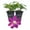 2 Plants, variant on Clematis Sunset - Live Starter Plant in a 2 Inch Growers Pot - Starter Plants Ready for The Garden - Beautiful Deep Red and Pink Flowering Vine