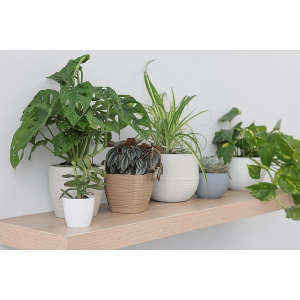 pagoda plant succulent Crassula perfoliata x barklyi 'Ivory Pagoda'