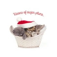 thumbnail image 2 of JAM Paper Kittens Dogs Greeting Cards, with Envelopes (25/Pack), 2 of 5