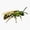 1pcs, variant on Native Bee Science Species Sticker