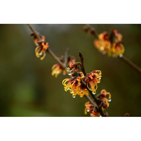 - Peel-n-Stick Poster of Drip Flowers Witch Hazel Raindrops Shrub Poster 24x16 Adhesive Sticker Poster Print