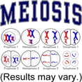thumbnail image 3 of CafePress - Meiosis T Shirt - Women's Classic T-Shirt, 3 of 4