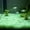 Pink, variant on Glowing Aquarium Pebbles, 100Pcs Luminous Plastic Vase Substrate Decor, Soft Night Light Stones for Aquascaping, Planted Tank & Garden Accents