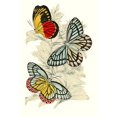 thumbnail image 1 of European Butterflies & Moths (Plate 128)-Fine Art Canvas Print (20" x 30"), 1 of 1