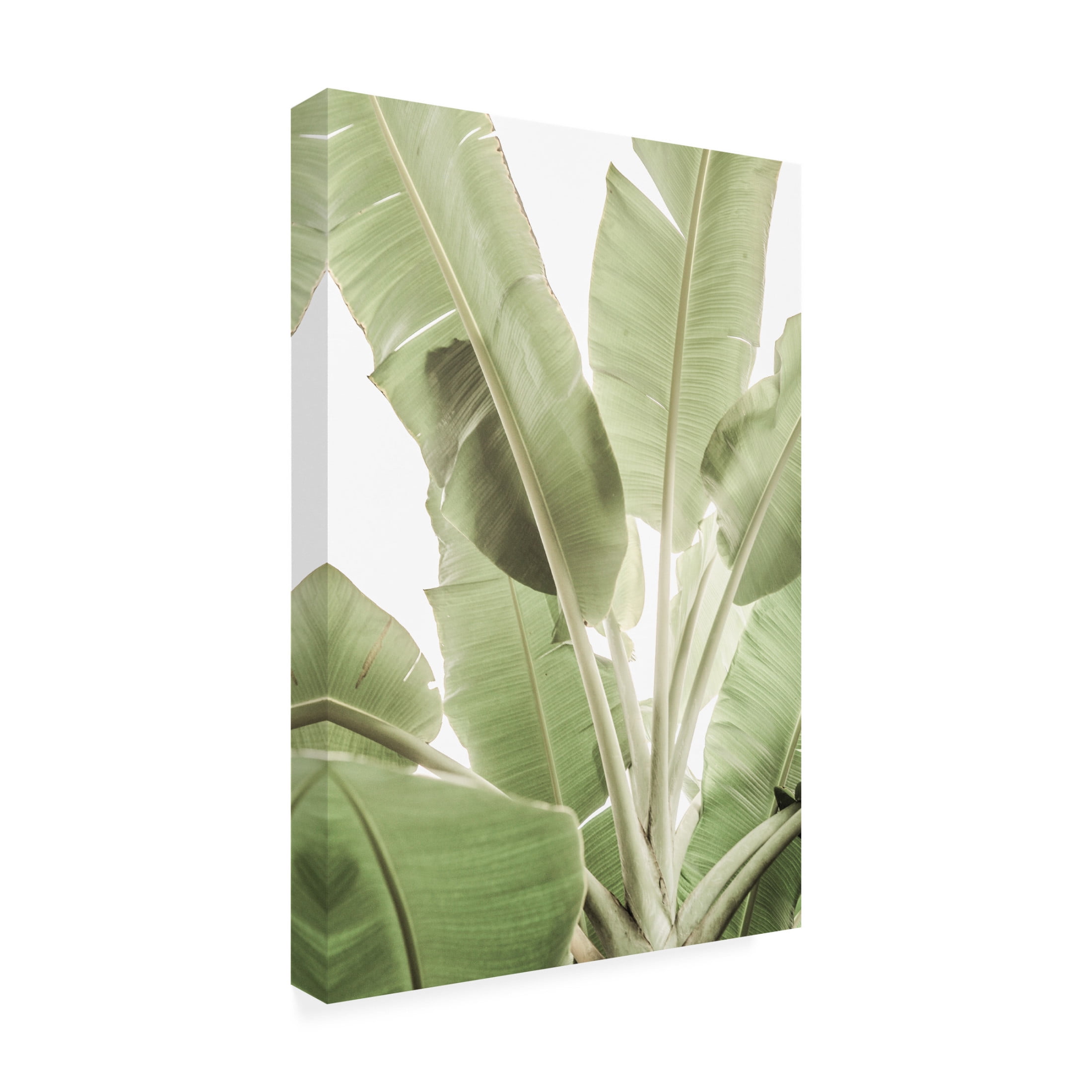 Trademark Fine Art Shot by Clint Full Bloom Canvas Wall Art