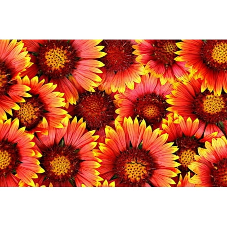 Blanket Flower Seeds - 50  Seeds to Plant - Made in USA, Ships from Iowa. Very Good Butterfly Plant Blanketflower