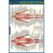 VINCENT PEREZ Anatomy of the Muscular System (Pocket-Sized Edition - 4x6 inches) (Edition 2) (Other)