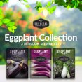 thumbnail image 3 of 3 Packs Eggplant Seeds - Long Purple Italian, Black Beauty, Snowy White - Non-GMO Heirloom Annual Full Sun, 3 of 8