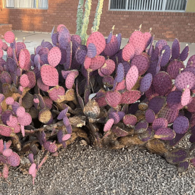 Purple Prickly Pear Cactus Plant Live, Succulents Plant Live, Live Prickly Pear Cactus Plants, 3.5 inch Pot for Growing