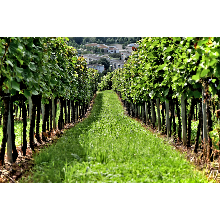 Case – Organic Green Seedless Grapes – 18 lbs – Farm Fresh Carolinas