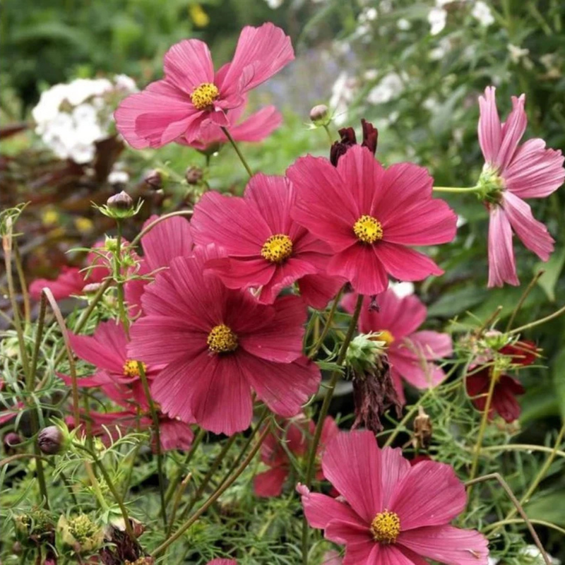 50 Red Rubenza' Cosmos Seeds Flower Seeds