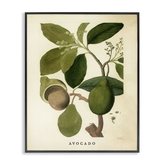 Stupell Industries French Country Vintage Avocado Plant Black Framed Giclee Art, 11 x 14, by Lil' Rue