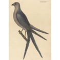 thumbnail image 3 of Mark Catesby 11x14 Black Modern Framed Museum Art Print Titled - The Swallow Tail Hawk (Falco Furcatus) (1754), 3 of 5