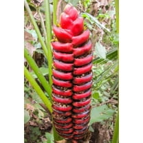 5 Seeds of Heliconia imbricata - Rare Tropical Plant