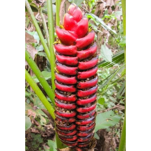 5 Seeds of Heliconia imbricata - Rare Tropical Plant