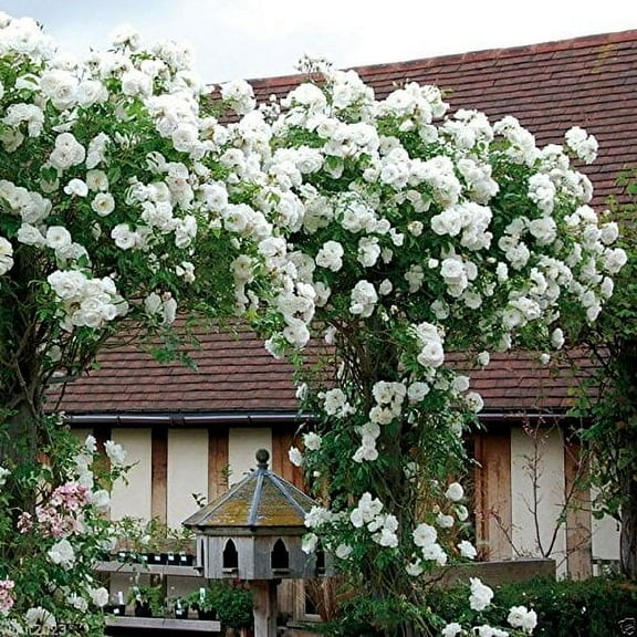 Climbing Rose Seeds, WHITE FLOWERS, Perennials MVR1 , fence, pillar, shed