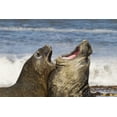 thumbnail image 2 of Illg, Cathy and Gordon 18x13 White Modern Wood Framed Museum Art Print Titled - Sea Lion Island Southern elephant seals fighting, 2 of 4