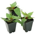 thumbnail image 2 of 2.5 in. Impatiens Compact Hot Pink Live Annual SunPatiens With Full Sun (3-Pack), 2 of 10