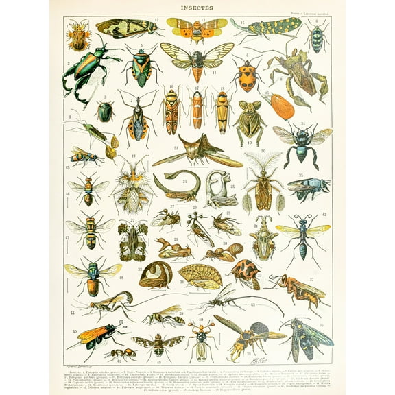 Millot Encyclopedia Page Insects Cicada Extra Large XL Wall Art Poster Print