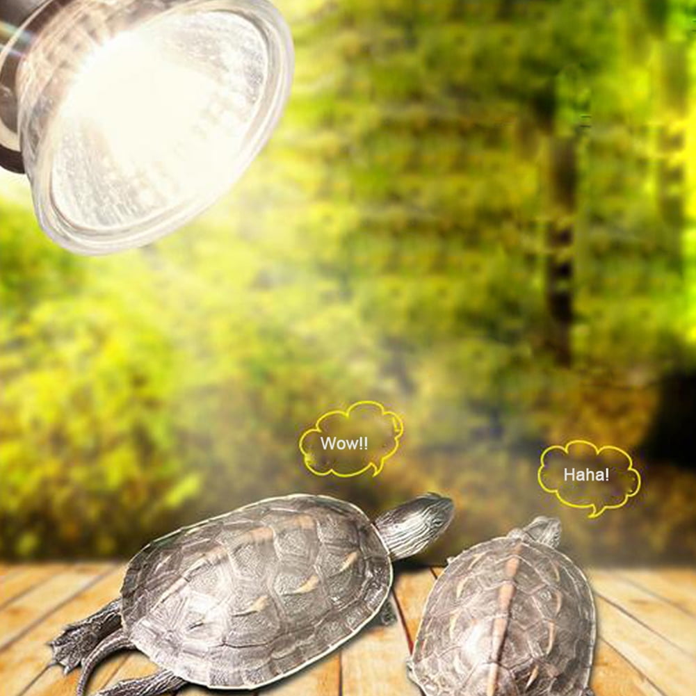 painted turtle lighting