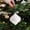 C, variant on Christmas Decorations Savings Clearance 2024! VOAVEKE Christmas Pendants, Christmas Hanging Ornaments, Christmas Tree Accessories Decoration Long Glitter Pendant White Long Gong Silverd Long Gong
