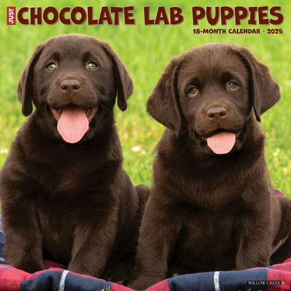 Just Chocolate Lab Puppies 2025 12" x 12" Wall Calendar