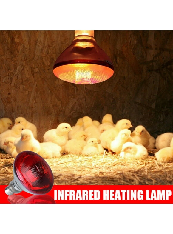 Heat Lamp Bulbs in Specialty Light Bulbs