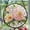 Peony, variant on Stained Glass Window Hanging Owl - Stained Glass Window Hanging Owl, Festival Gift Ornament, Home Wall & Window Art, Brightens Any Space with Light, Elegant Art Glass Aesthetic