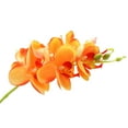 thumbnail image 2 of Zeus 1Pc Artificial Flower Butterfly Orchid Desktop Decor Faux Silk Flower Parties Decorative Simulation Plant for Home, 2 of 7