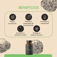 thumbnail image 3 of Hongo Melena de León 60 cápsulas veganas Quenut Lion's Mane Quenut QUENUTMELENADELEON, 3 of 5