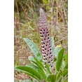thumbnail image 2 of Lady Lupine Lupinus villosus Sandhill Pink Native Hairy Seed Packet, 2 of 2